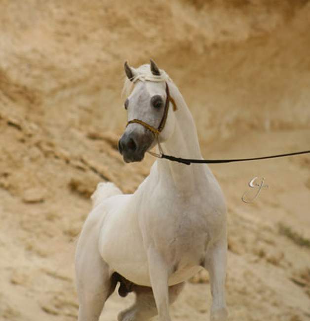 أنساتا نايل إيكو