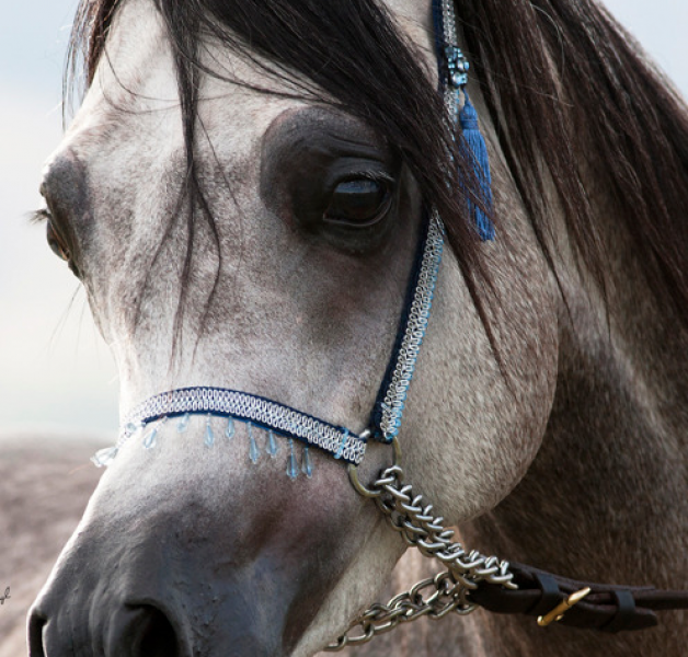 ال اي كارات