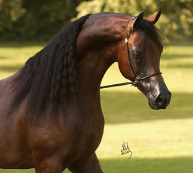 ماغنيوم جولد