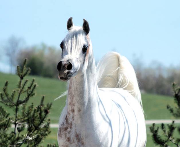 دبليو اتش جستس