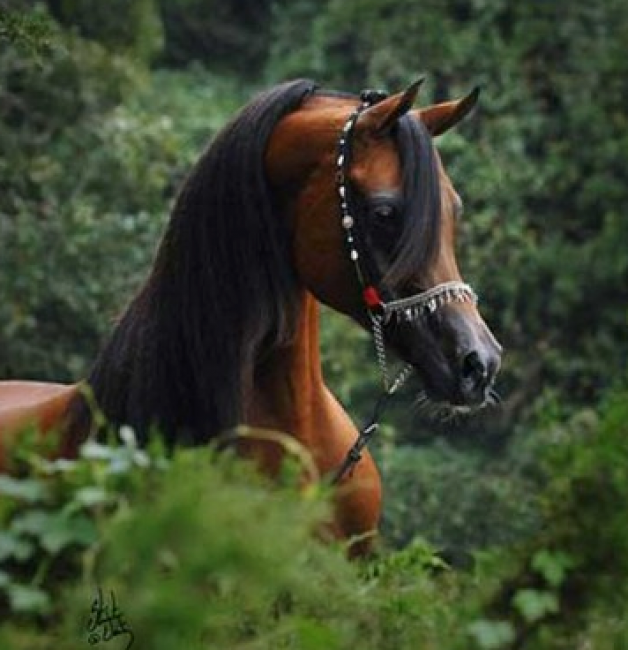 بيسون كارول