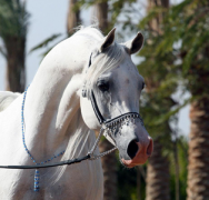 امبريال باريز