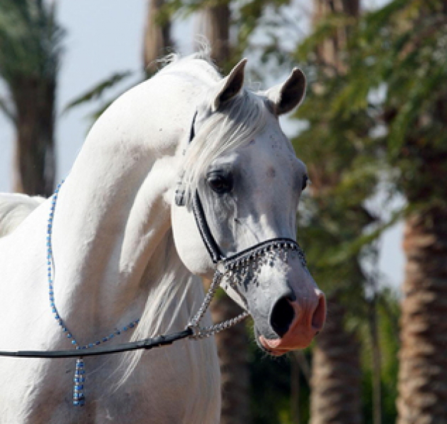 امبريال باريز