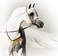 مشعل اتش بي