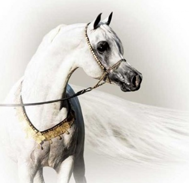 مشعل اتش بي