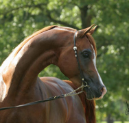 موستلي بادرون