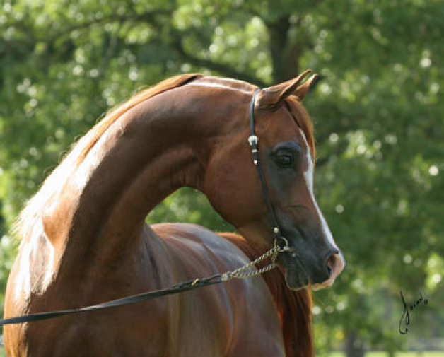 موستلي بادرون