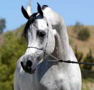 أم الشهيمان