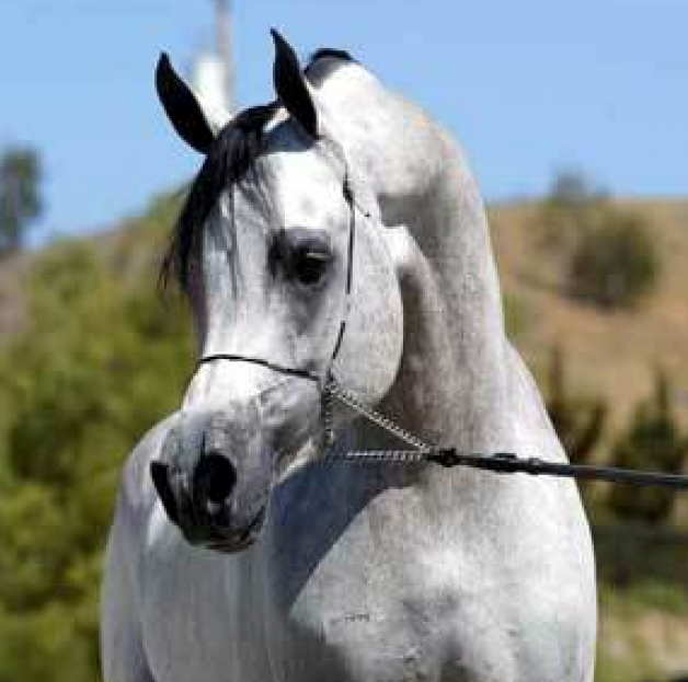 أم الشهيمان