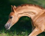 سياحة في حديث: يمن الخيل في الشقر