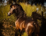 سياحة في حديث: “لا تقصُّوا نواصي الخيلَ ولا معارِفَها…”