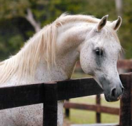 باريس الجمال