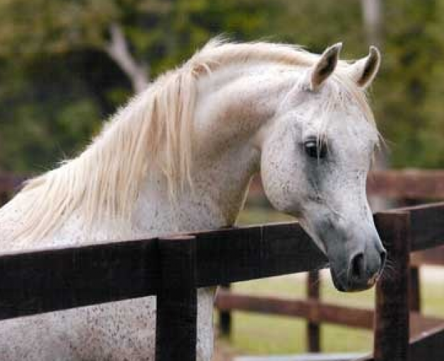 باريس الجمال