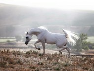 سياحة في حديث: ” من احتبس فرسا في سبيل الله إيمانا بالله وتصديقاً بوعده…”