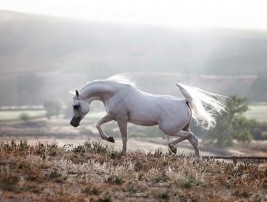 سياحة في حديث: ” من احتبس فرسا في سبيل الله إيمانا بالله وتصديقاً بوعده…”