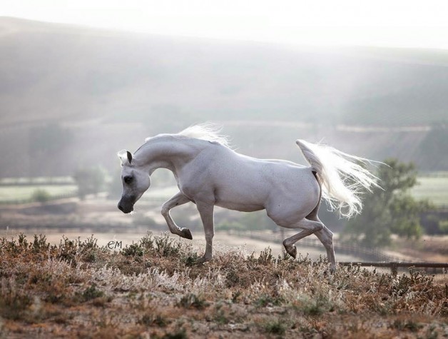 سياحة في حديث: ” من احتبس فرسا في سبيل الله إيمانا بالله وتصديقاً بوعده…”