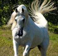 رياض الجمال