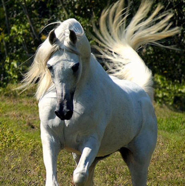 رياض الجمال