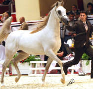 شنان المدان