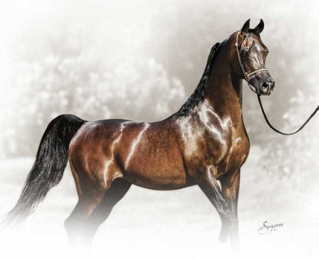 ذي ديسبرادو