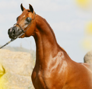 اميس كريزما