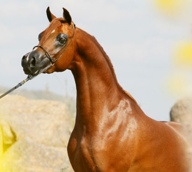 اميس كريزما