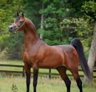 اريا إمبريساريو