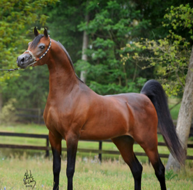 اريا إمبريساريو