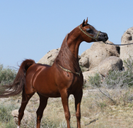 ماجنيوم سايكي