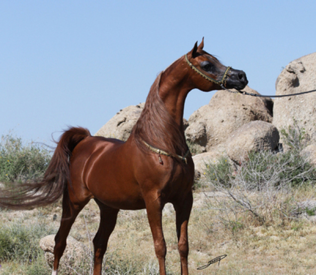 ماجنيوم سايكي