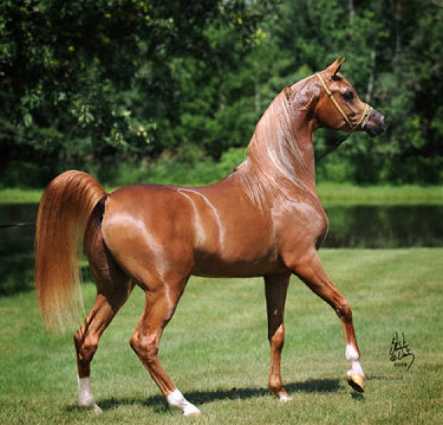 مروان المجنيفيكو