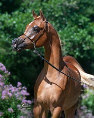 سياحة في حديث: “الخيلُ لثلاثةٍ هِيَ لرُجلٍ أجرٌ ، ولرُجلٍ سِتْرٌ ، وعلى رجلٍ وِزرٌ…”