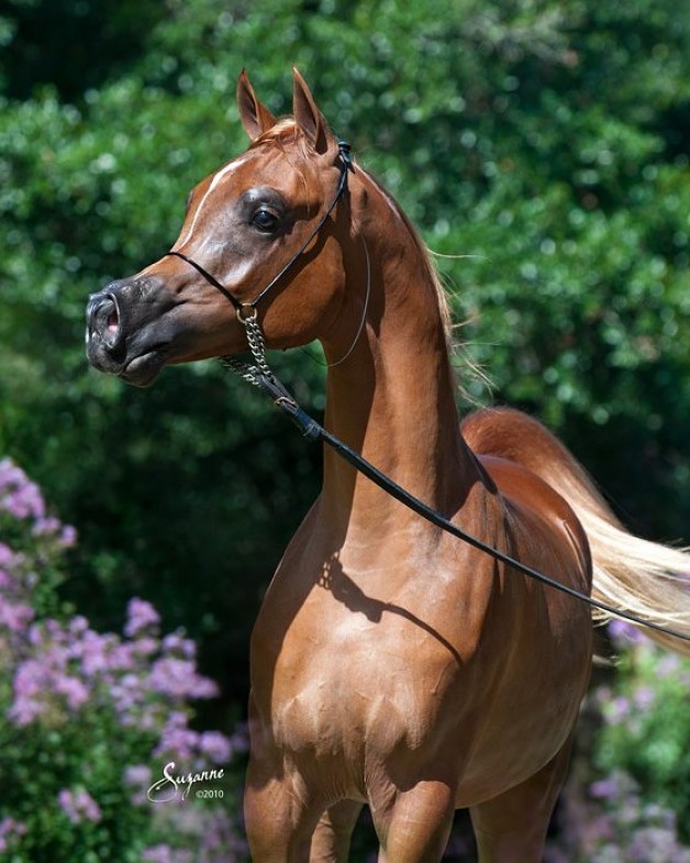 سياحة في حديث: “الخيلُ لثلاثةٍ هِيَ لرُجلٍ أجرٌ ، ولرُجلٍ سِتْرٌ ، وعلى رجلٍ وِزرٌ…”
