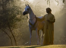 سياحة في حديث: “ارتبطوا الخيل وامسحوا بنواصيها وأعجازها..”