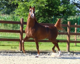 سياحة في حديث: كان رسولُ اللهِ صلَّى اللهُ عليه وسلَّمَ يكره الشِّكالَ من الخيلِ