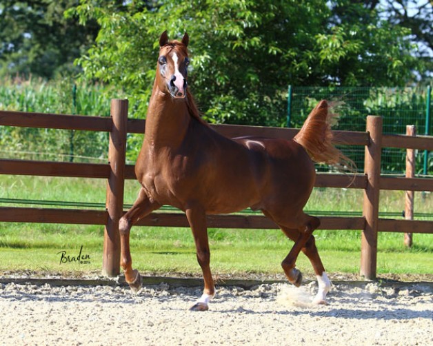 سياحة في حديث: كان رسولُ اللهِ صلَّى اللهُ عليه وسلَّمَ يكره الشِّكالَ من الخيلِ