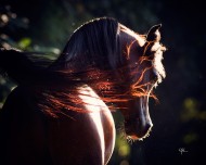 ألوان الخيول