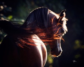 ألوان الخيول