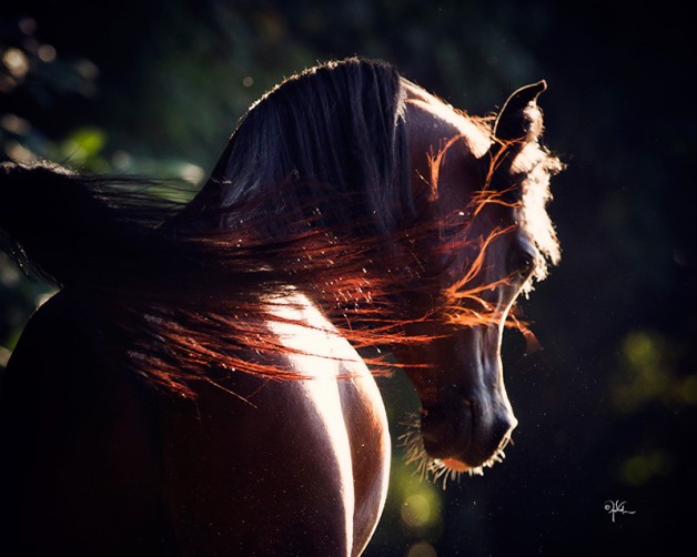 ألوان الخيول