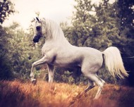 أوصاف الاستحسان في الخيل العربية