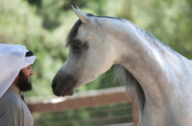 سياحة في حديث: اللهوُ في ثلاث: تأديب فرَسك، ورميُكَ بقوسك، ومُلاعَبتكَ أهلَكَ