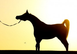 سياحة في حديث: أوتيت بمقاليد الدنيا على فرس أبلق عليه قطيفة من سندس