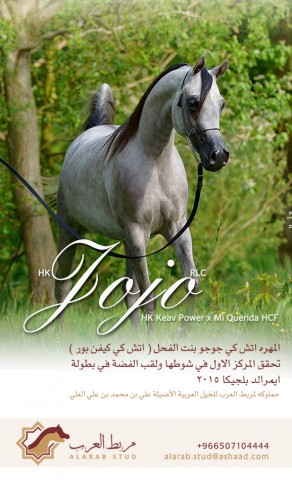 المهره «اتش كي جوجو» لمربط العرب تحقق فضة ايميرالد ببلجيكا