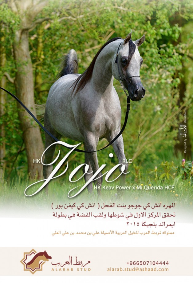 المهره «اتش كي جوجو» لمربط العرب تحقق فضة ايميرالد ببلجيكا