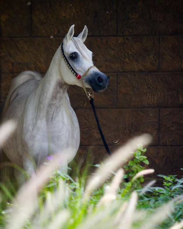 سياحة في حديث: خَيرُ مَال المرء مُهرَة مَأمورَة، أو سكَّة مَأبُورَة