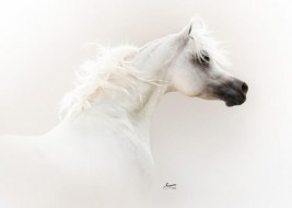 سياحة في حديث: ” سرْ يا صاحبَ الفرسِ…”