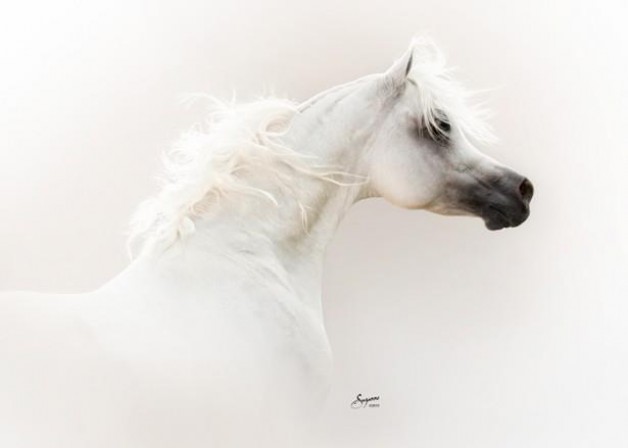 سياحة في حديث: ” سرْ يا صاحبَ الفرسِ…”