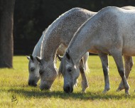 سياحة في حديث: المنفق على الخيل كالباسط يده بالصَّدقة لا يقبضها