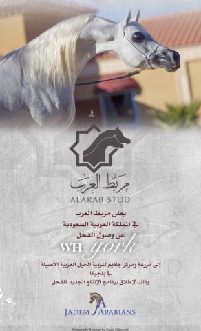 دبليو اتش يورك إلى مزرعة جاديم ببلجيكا