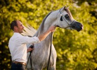 «اي اس حرير» و «اريانا» من الكويت أبطال الذهب الألماني بـ(ستروهن) الدولية لجمال الخيل العربية